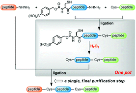 Graphical abstract: One-pot native chemical ligation of peptide hydrazides enables total synthesis of modified histones