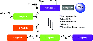 Graphical abstract: Solid phase oxime ligations for the iterative synthesis of polypeptide conjugates