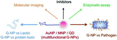 Graphical abstract: Multivalent glycosylated nanoparticles for studying carbohydrate–protein interactions