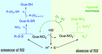 Graphical abstract: Electrophilic sulfhydration of 8-nitro-cGMP involves sulfane sulfur