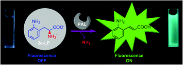 Graphical abstract: An unnatural amino acid based fluorescent probe for phenylalanine ammonia lyase