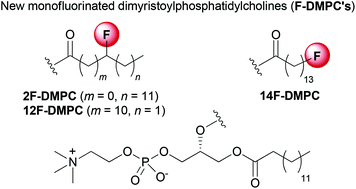 Graphical abstract: Evaluation of the effect of fluorination on the property of monofluorinated dimyristoylphosphatidylcholines