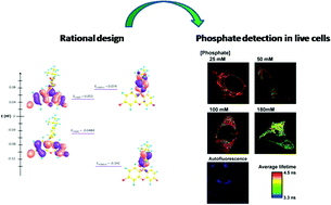 Graphical abstract: Rational design of a new fluorescent ‘ON/OFF’ xanthene dye for phosphate detection in live cells