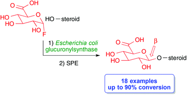 Graphical abstract: The Escherichia coli glucuronylsynthase promoted synthesis of steroid glucuronides: improved practicality and broader scope