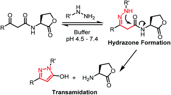Graphical abstract: Selective transamidation of 3-oxo-N-acyl homoserine lactones by hydrazine derivatives