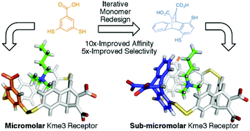 Graphical abstract: Development and mechanistic studies of an optimized receptor for trimethyllysine using iterative redesign by dynamic combinatorial chemistry
