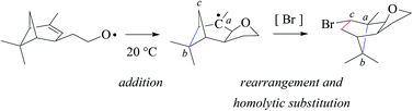 Graphical abstract: Annulated and bridged tetrahydrofurans from alkenoxyl radical cyclization