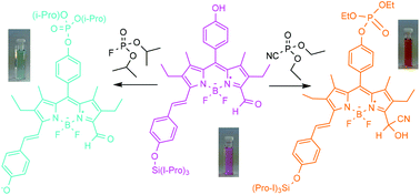 Graphical abstract: Selective chromo-fluorogenic detection of DFP (a Sarin and Soman mimic) and DCNP (a Tabun mimic) with a unique probe based on a boron dipyrromethene (BODIPY) dye