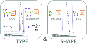 Graphical abstract: Linear versus branched poly-lysine/arginine as polarity enhancer tags