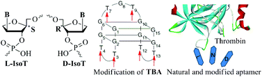 Graphical abstract: Stability and bioactivity of thrombin binding aptamers modified with d-/l-isothymidine in the loop regions
