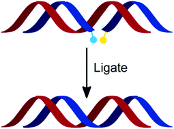 Graphical abstract: Templated DNA ligation with thiol chemistry