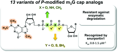 Graphical abstract: Towards novel efficient and stable nuclear import signals: synthesis and properties of trimethylguanosine cap analogs modified within the 5′,5′-triphosphate bridge
