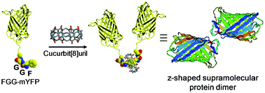 Graphical abstract: Solution structure of a cucurbit[8]uril induced compact supramolecular protein dimer