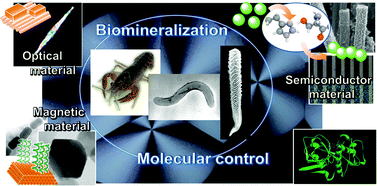 Graphical abstract: Biomineralization-inspired synthesis of functional organic/inorganic hybrid materials: organic molecular control of self-organization of hybrids