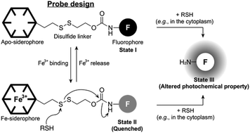Graphical abstract: Development of a novel fluorescence probe capable of assessing the cytoplasmic entry of siderophore-based conjugates