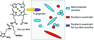 Graphical abstract: Amino acid-linked porphyrin-nitroimidazole antibiotics targeting Porphyromonas gingivalis