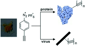 Graphical abstract: An efficient reagent for covalent introduction of alkynes into proteins