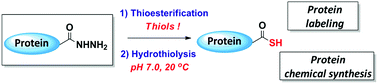 Graphical abstract: Thiol-assisted one-pot synthesis of peptide/protein C-terminal thioacids from peptide/protein hydrazides at neutral conditions