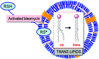 Graphical abstract: Bleomycin-induced trans lipid formation in cell membranes and in liposome models