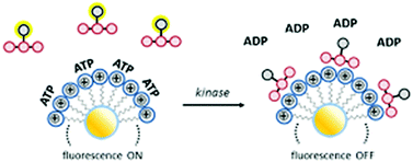 Graphical abstract: Label-free fluorescence detection of kinase activity using a gold nanoparticle based indicator displacement assay