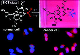 Graphical abstract: Naphthalene diimides as red fluorescent pH sensors for functional cell imaging