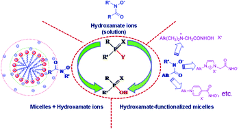 Graphical abstract: From α-nucleophiles to functionalized aggregates: exploring the reactivity of hydroxamate ion towards esterolytic reactions in micelles
