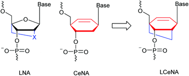 Graphical abstract: Synthesis of locked cyclohexene and cyclohexane nucleic acids (LCeNA and LCNA) with modified adenosine units