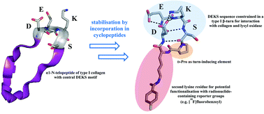 Graphical abstract: Cyclopeptides containing the DEKS motif as conformationally restricted collagen telopeptide analogues: synthesis and conformational analysis