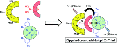Graphical abstract: A facile and high-yield formation of dipyrrin-boronic acid dyads and triads: a light-harvesting system in the visible region based on the efficient energy transfer