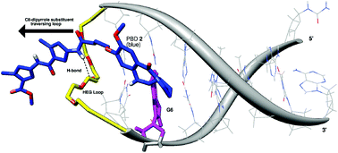 Graphical abstract: Effect of hairpin loop structure on reactivity, sequence preference and adduct orientation of a DNA-interactive pyrrolo[2,1-c][1,4]benzodiazepine (PBD) antitumour agent