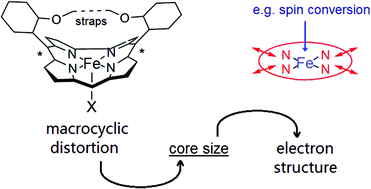 Graphical abstract: Fractional transfer of a free unpaired electron to overcome energy barriers in the formation of Fe4+ from Fe3+ during the core contraction of macrocycles: implication for heme distortion