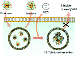 Graphical abstract: Regulating exocytosis of nanoparticles via host–guest chemistry