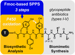Graphical abstract: Rapid access to glycopeptide antibiotic precursor peptides coupled with cytochrome P450-mediated catalysis: towards a biomimetic synthesis of glycopeptide antibiotics