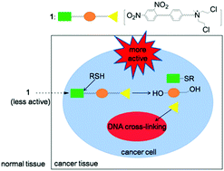 Graphical abstract: Synthesis and biological studies of the thiols-triggered anticancer prodrug for a more effective cancer therapy