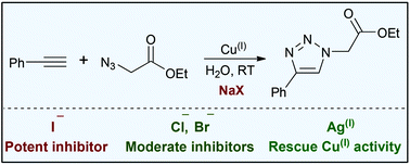 Graphical abstract: Halide inhibition of the copper-catalysed azide–alkyne cycloaddition
