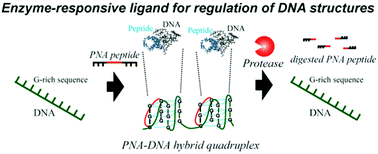 Graphical abstract: Control of guanine-rich DNA secondary structures depending on the protease activity using a designed PNA peptide
