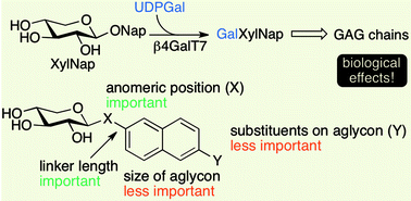 Graphical abstract: Exploration of the active site of β4GalT7: modifications of the aglycon of aromatic xylosides