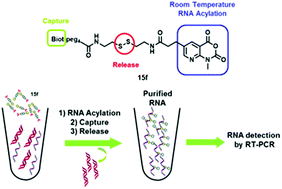 Graphical abstract: A biotin-conjugated pyridine-based isatoic anhydride, a selective room temperature RNA-acylating agent for the nucleic acid separation
