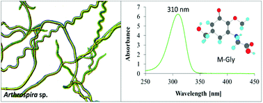 Graphical abstract: Analysis of UV-absorbing photoprotectant mycosporine-like amino acid (MAA) in the cyanobacterium Arthrospira sp. CU2556