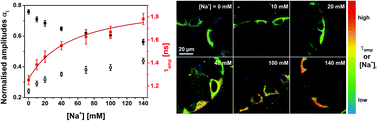 Graphical abstract: ANG-2 for quantitative Na+ determination in living cells by time-resolved fluorescence microscopy