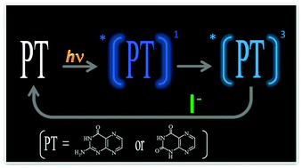 Graphical abstract: Selective quenching of triplet excited states of pteridines