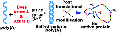 Graphical abstract: Photophysical and calorimetric investigation on the structural reorganization of poly(A) by phenothiazinium dyes azure A and azure B