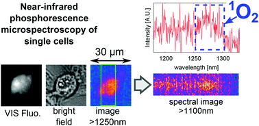 Graphical abstract: Real-time luminescence microspectroscopy monitoring of singlet oxygen in individual cells