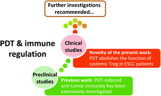 Graphical abstract: Photodynamic therapy downregulates the function of regulatory T cells in patients with esophageal squamous cell carcinoma