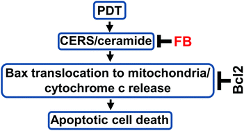 Graphical abstract: Ceramide synthase inhibitor fumonisin B1 inhibits apoptotic cell death in SCC17B human head and neck squamous carcinoma cells after Pc4 photosensitization