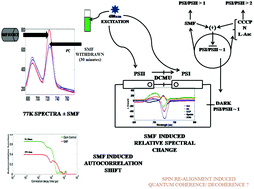Graphical abstract: Static magnetic field (SMF) sensing of the P723/P689 photosynthetic complex