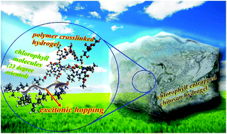 Graphical abstract: Excitonic dynamics of Chlorophyll-a molecules in chitosan hydrogel scaffold