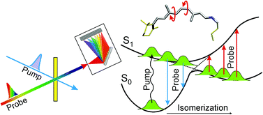 Graphical abstract: Tracking the primary photoconversion events in rhodopsins by ultrafast optical spectroscopy
