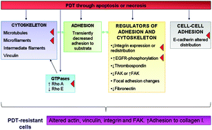 Graphical abstract: The role of cytoskeleton and adhesion proteins in the resistance to photodynamic therapy. Possible therapeutic interventions