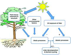 Graphical abstract: Solar ultraviolet radiation and ozone depletion-driven climate change: effects on terrestrial ecosystems